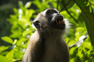Monkey Showing Sharp Teeth in Macritchie Reservoir Jungle - Singapore