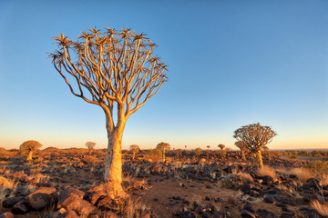 Quiver Tree Forest in Southern Namibia taken in January 2018