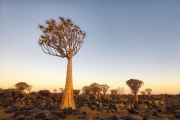 Quiver Tree Forest in Southern Namibia taken in January 2018
