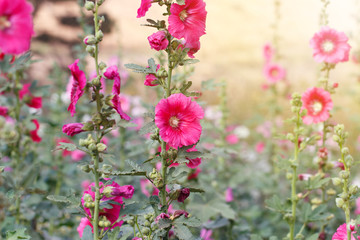 Obraz premium Beautiful flowers in the garden