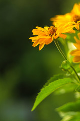 bouquet of bright yellow flowers Heliopsis helianthoides
