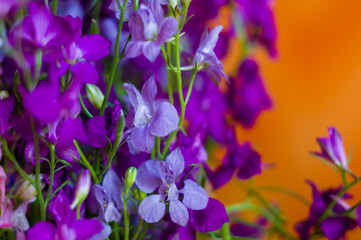 Fototapeta premium a bouquet of bright spring flowers of various types