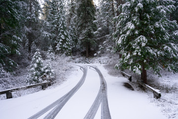 Tire Tracks on a Snowy Forest Mountain Road 