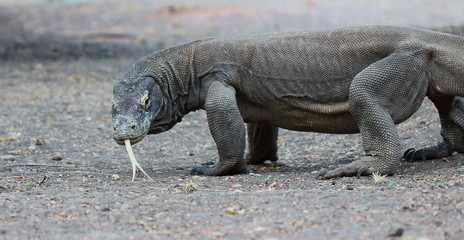 Dangerous walking with komodo dragons