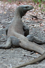 Dangerous walking with komodo dragons
