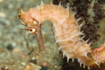 Obraz na płótnie Canvas Seahorse close-up pink