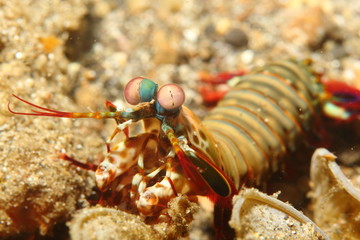 Complex eyes of a mantis shrimp