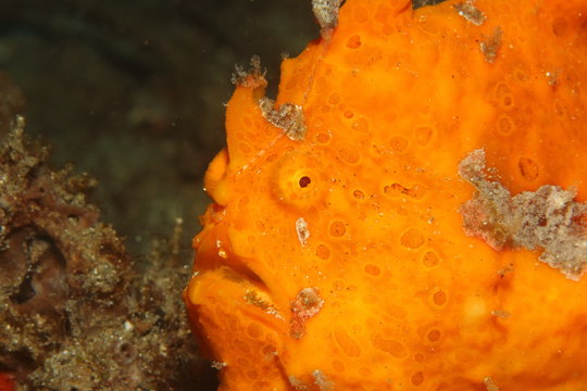 Bright orange frog fish macro close-up