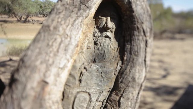 A medium shot of a tree with a face of an old man engraved on a tree. Camera comes close to the image.