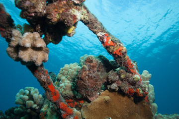 Fototapeta premium Can you find the camouflaged frogfish