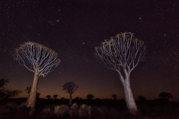 Fototapeta na wymiar Quiver Tree Forest in Southern Namibia taken in January 2018