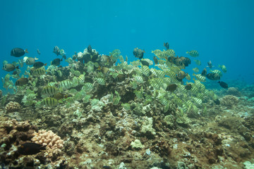 Naklejka na ściany i meble School of tropical fish underwater Hawaii