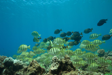 Fototapeta na wymiar School of tropical fish underwater Hawaii