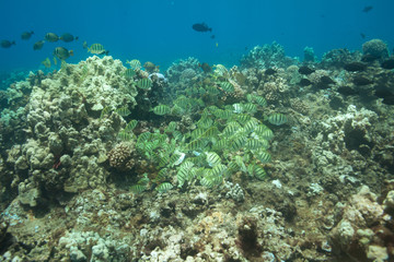 Fototapeta na wymiar School of tropical fish underwater Hawaii