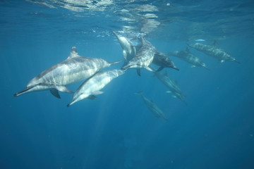 Underwater swimming with a pod of dolphins coming right at me
