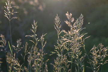 Sun Set in Field of Gold