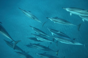 Underwater spinner dolphin encounter, Hawaii