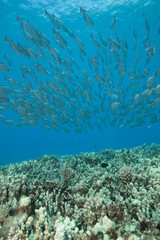 Scuba diving under a massive school of fish