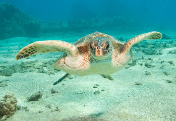 Obraz na płótnie Canvas Close encounter with a green sea turtle in clear blue tropical water