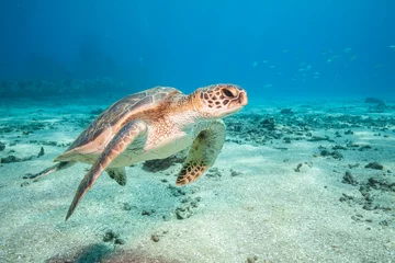 Fotobehang Close encounter with a green sea turtle in clear blue tropical water © DaiMar