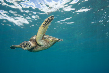 Obraz na płótnie Canvas Close encounter with a green sea turtle in clear blue tropical water