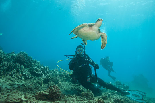 Scuba diver underwater photography with a sea turtle