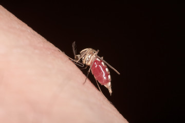 biting mosquito, full of blood