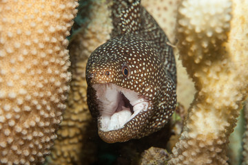 Closeup macro detail of mouth and teeth of a moray eel
