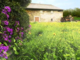 Ancient stone house in a field and flower bushes in rustic style in the European countryside in the south of France.