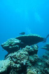 Naklejka na ściany i meble Deep blue on the healthy coral reef with fish
