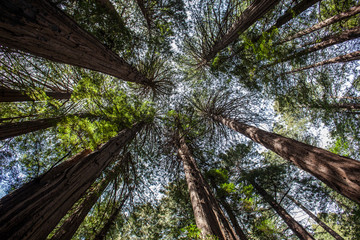 Looking up through the canopy in the muir woods