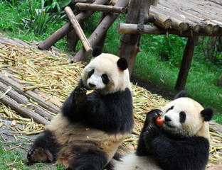 Naklejka premium close up on giant panda eating red apple