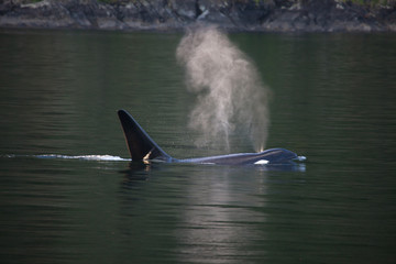 Killer whale orca breathing at the surface © DaiMar
