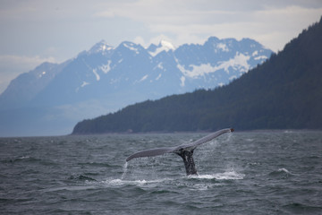 Naklejka premium Humpback whale tail with snowy mountains in the background