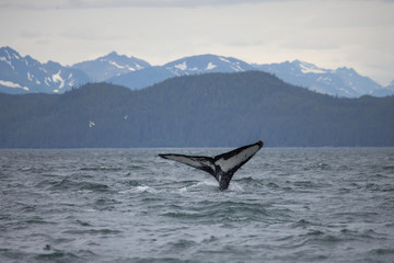 Humpback whale tail with snowy mountains in the background