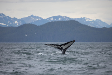 Fototapeta premium Humpback whale tail with snowy mountains in the background