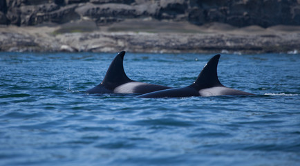 Fototapeta premium Orca dorsal fin breaking the surface