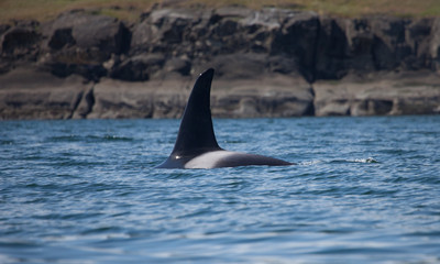Orca dorsal fin breaking the surface