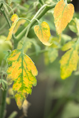Disease of the leaves of ripening green tomatoes in the garden in summer