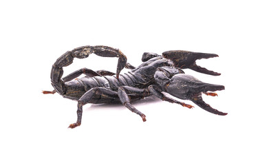 Emperor Scorpion, Pandinus imperator, 1 year old, in front of white background