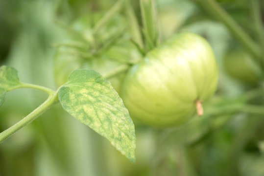 Disease of the leaves of ripening green tomatoes in the garden in summer