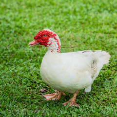 The Muscovy duck.