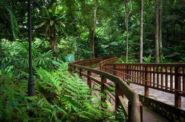 Bukit Timah Handrail and Hiking Path Through Singapore Jungle