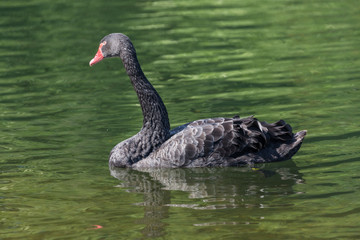 Obraz premium Black swan