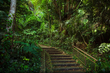 Exotic Jungle Steps With Lush Vines and Plants - Singapore