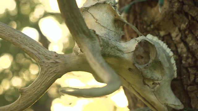 Deer skull hanging on a tree. Panning shot during golden hour.