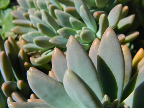 Close up of a succulent plant