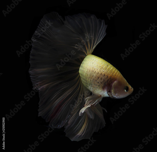 Light And Shadows Siames Fighting Fish Betta Splendens