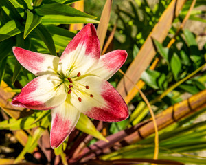 A close-up of a two colored lily lit by the sun against a green background.
