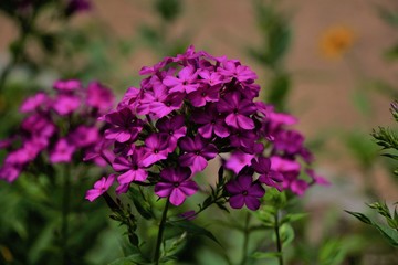 Beautiful Purple Flowers